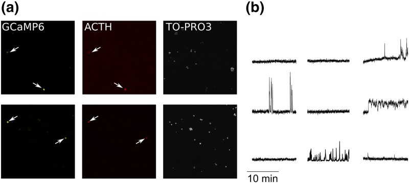 Figure 1.