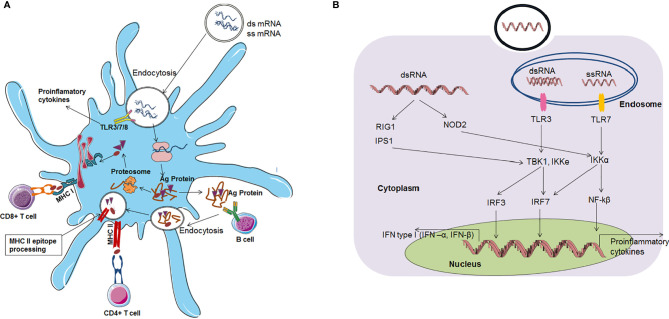 Figure 5