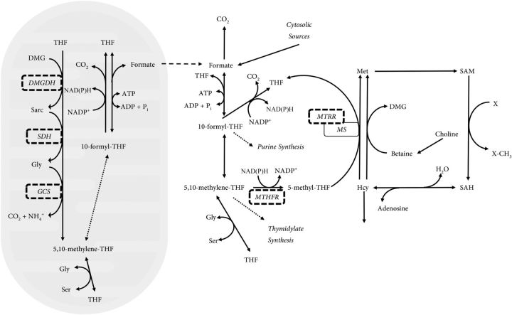 FIGURE 1