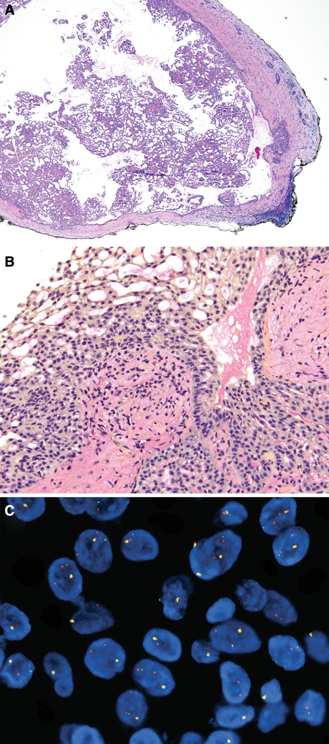 Fig. 1