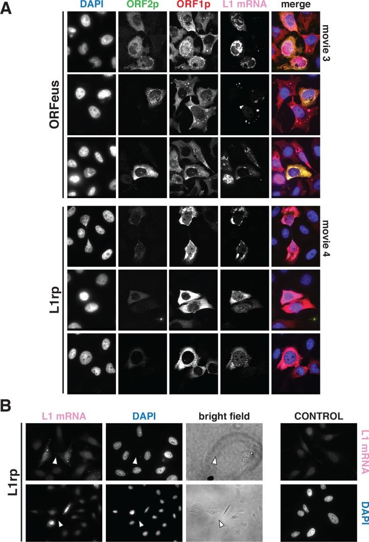 Figure 3—figure supplement 1.