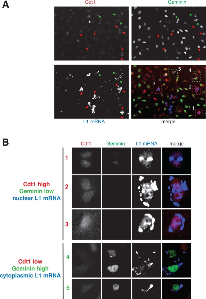 Figure 3—figure supplement 2.