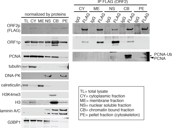 Figure 8—figure supplement 1.