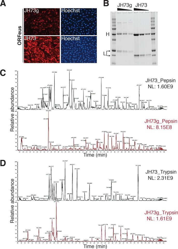 Figure 4—figure supplement 1.