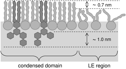 FIGURE 11