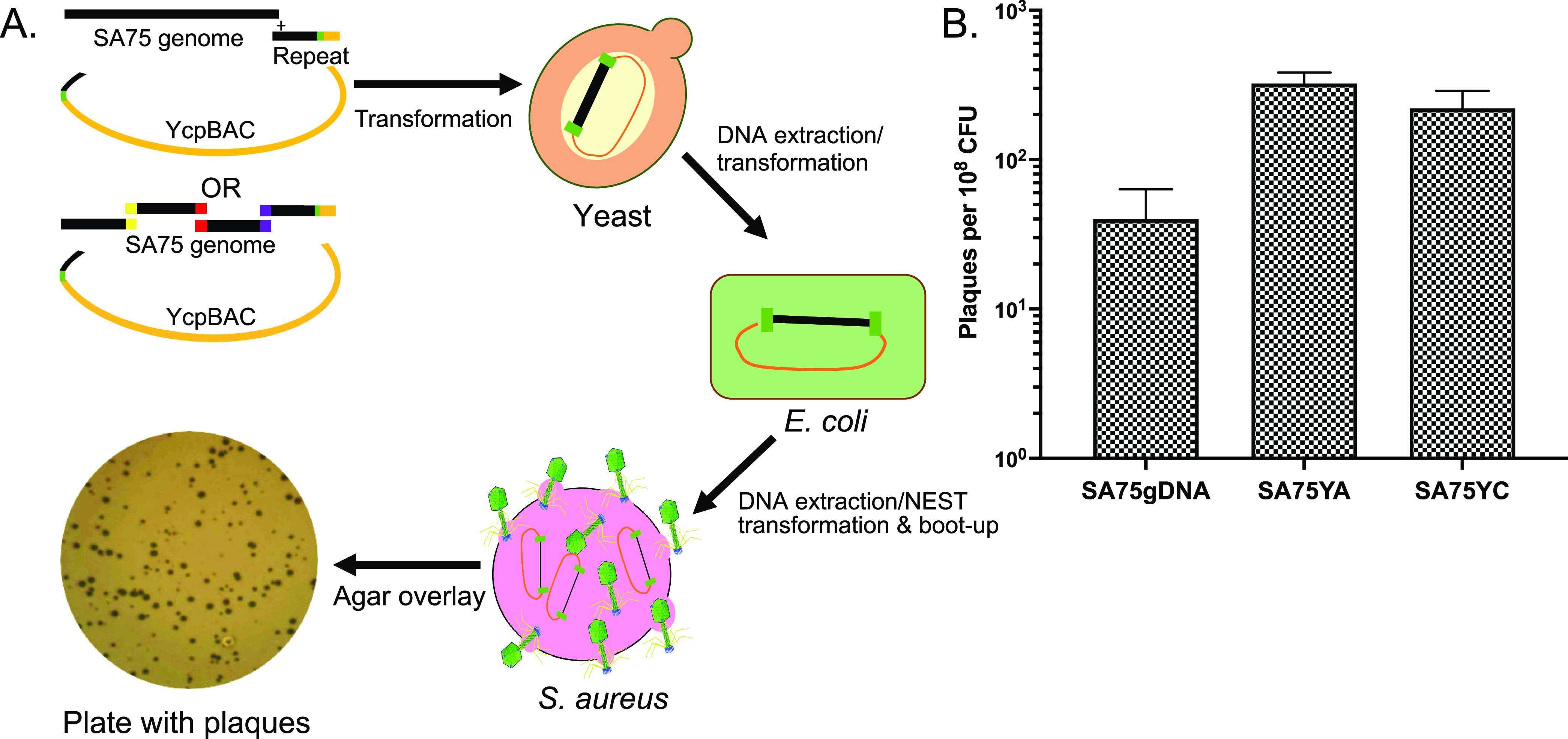 FIG 4