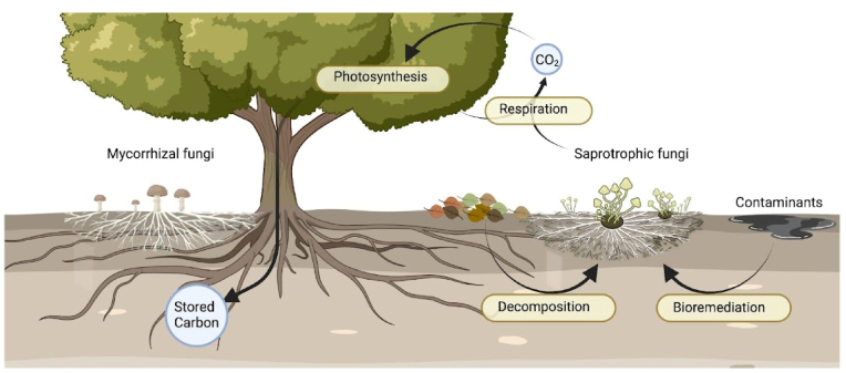 Fig. 1