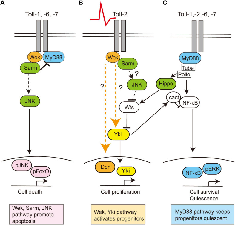 FIGURE 2