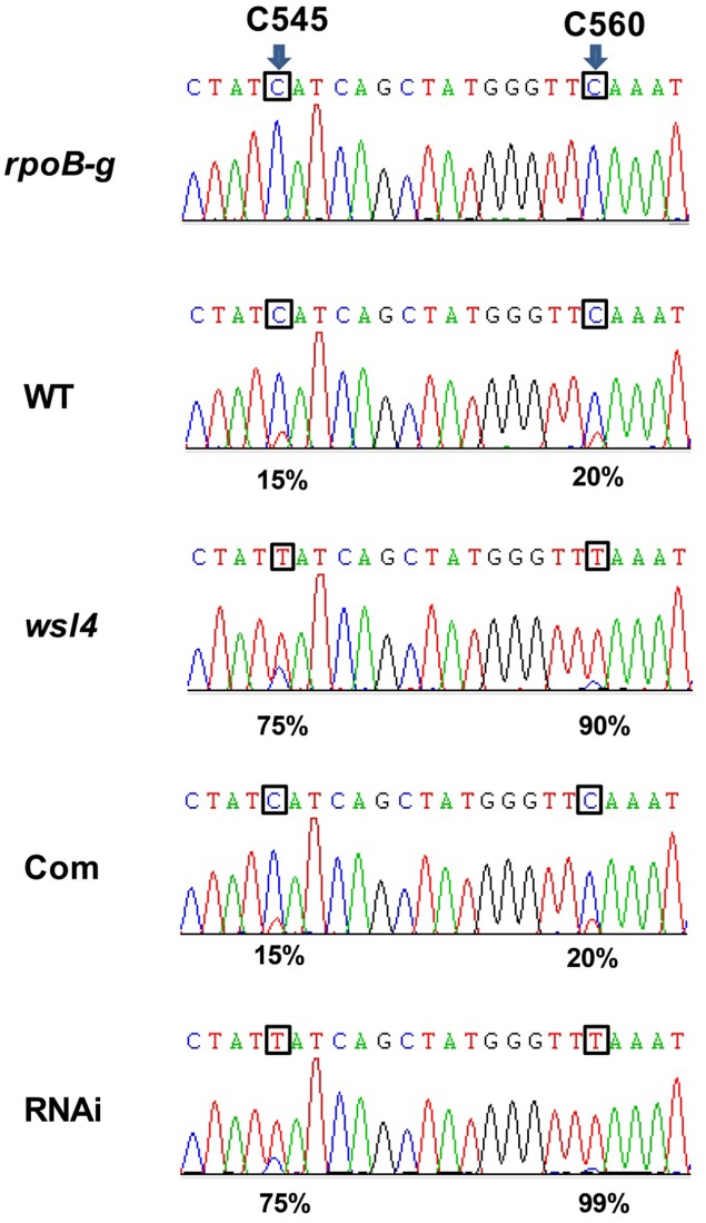 FIGURE 7