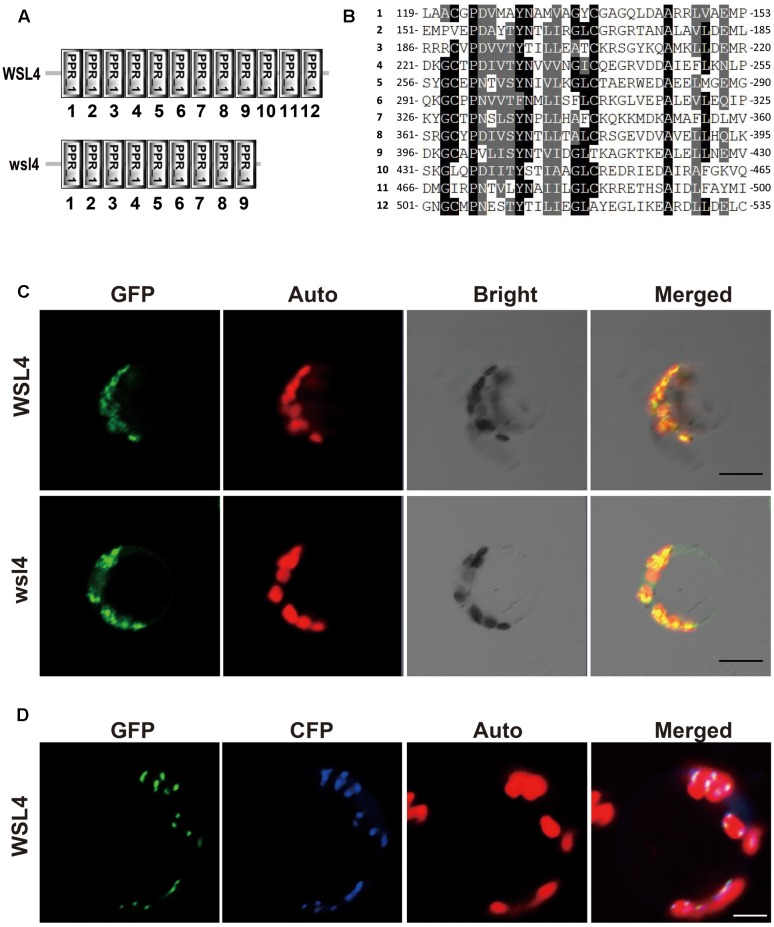 FIGURE 4