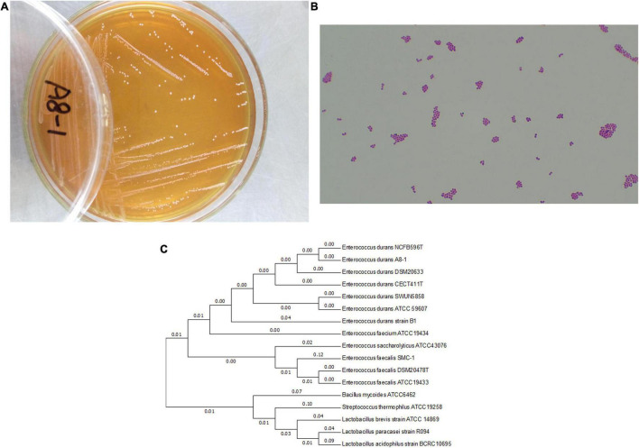 FIGURE 1