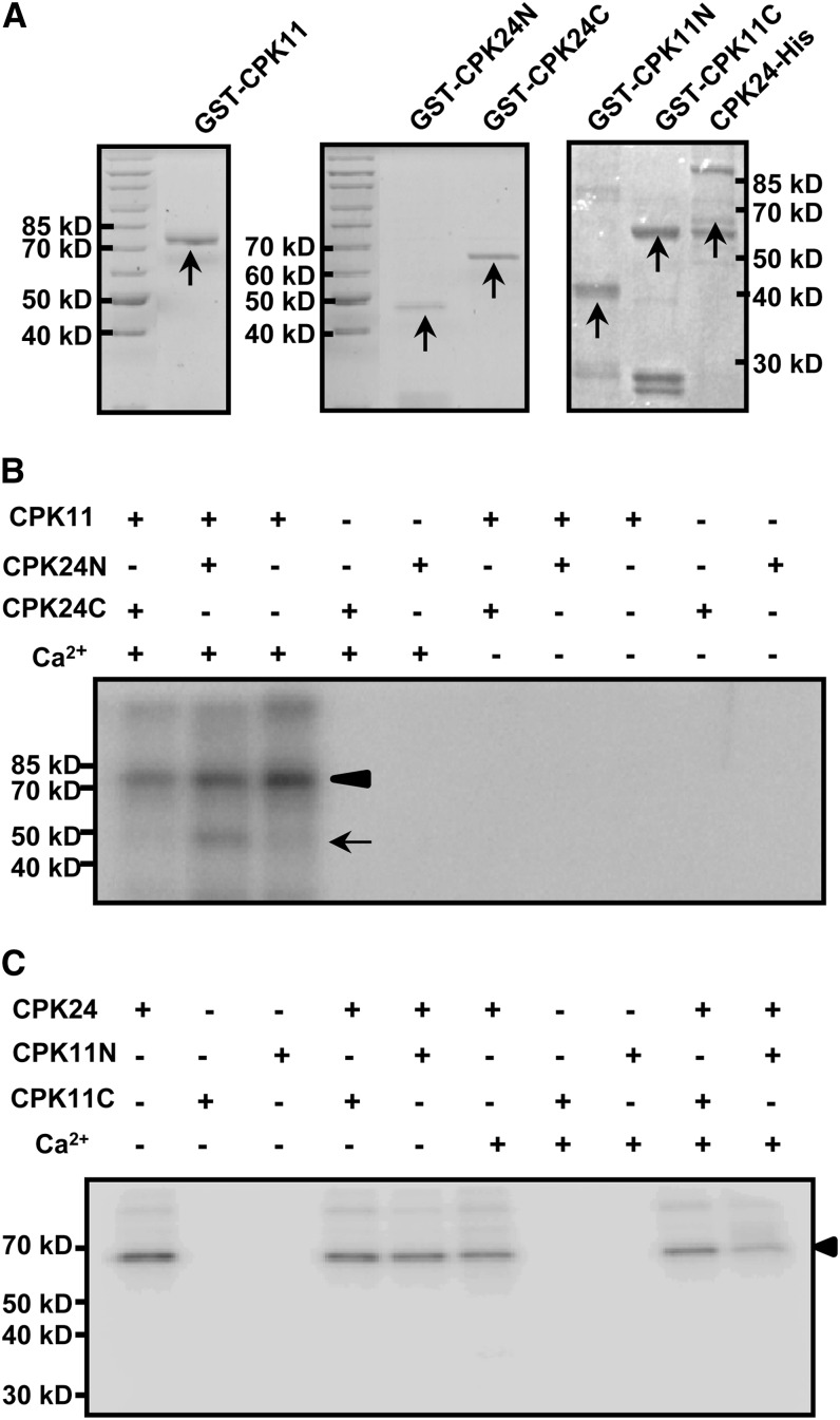 Figure 5.