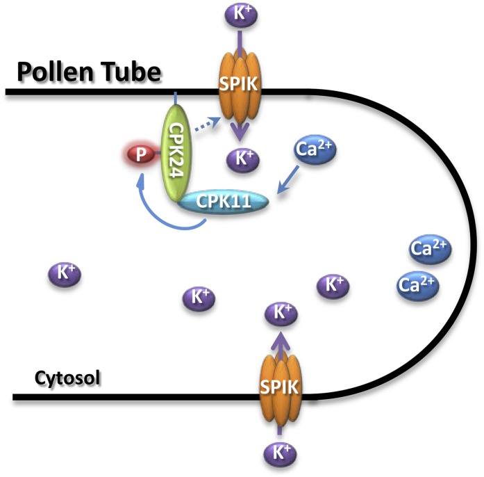 Figure 7.