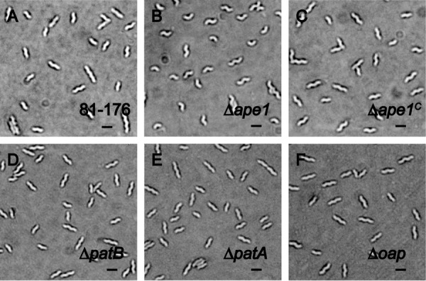 FIGURE 4.