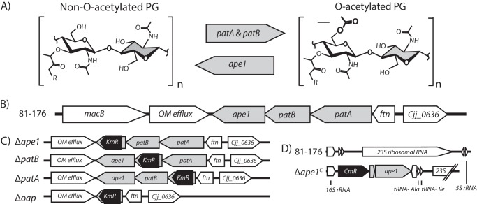 FIGURE 1.