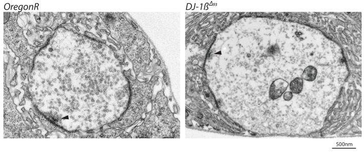 Figure 3—figure supplement 1.