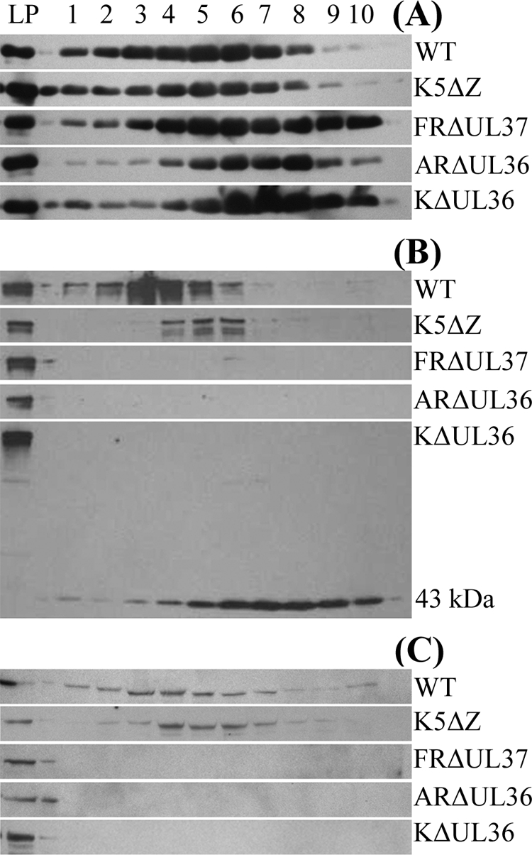 FIG. 7.