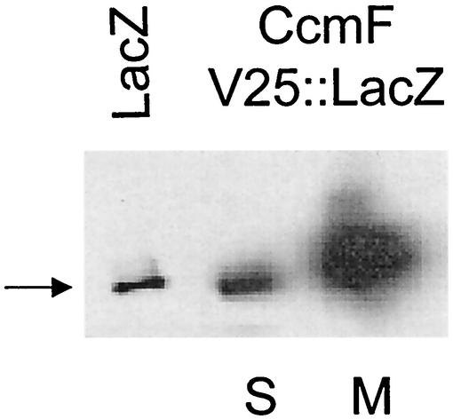 FIG. 8.