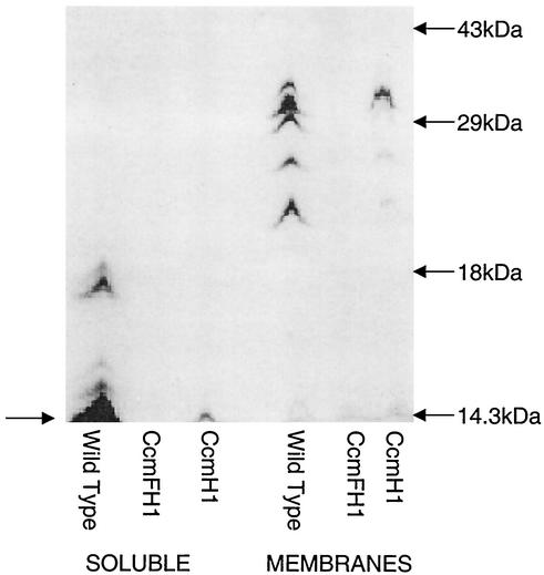 FIG. 3.