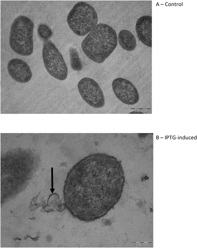 Fig. 1