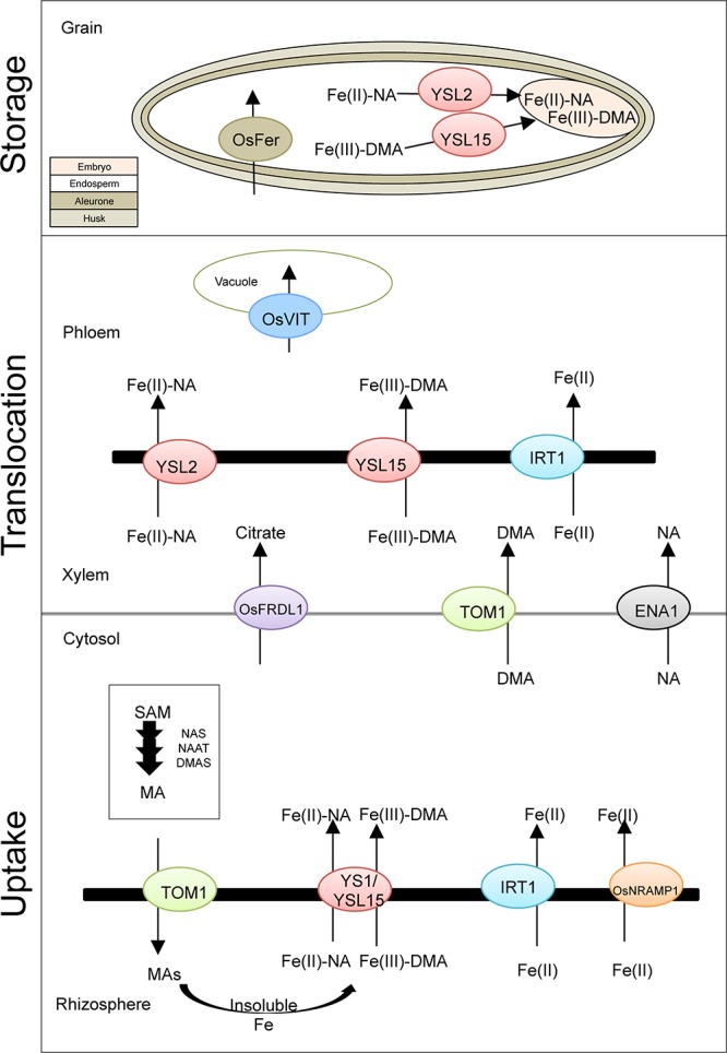 FIGURE 1