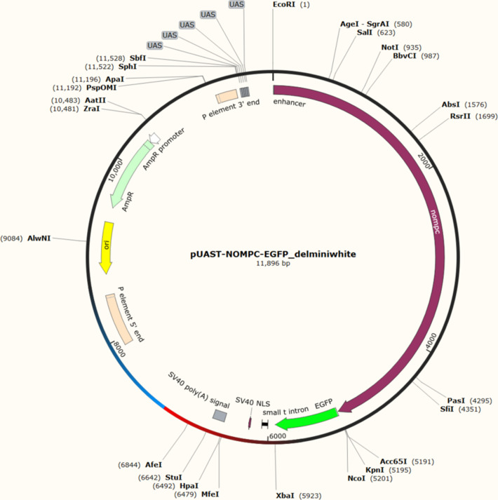 Figure 2—figure supplement 4.