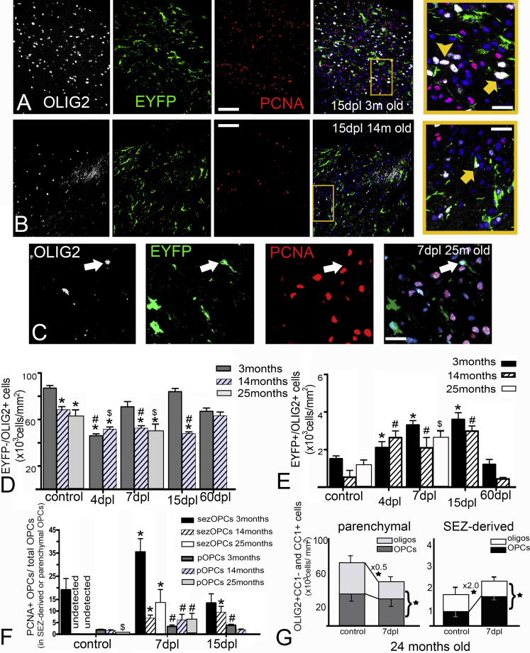 Figure 6