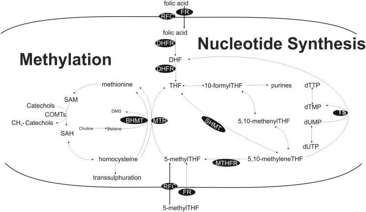 Fig. 1