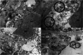 Fig. 9