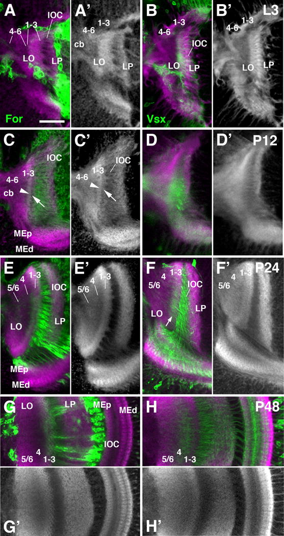 Figure 12