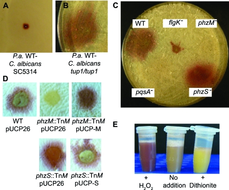 FIG. 2.