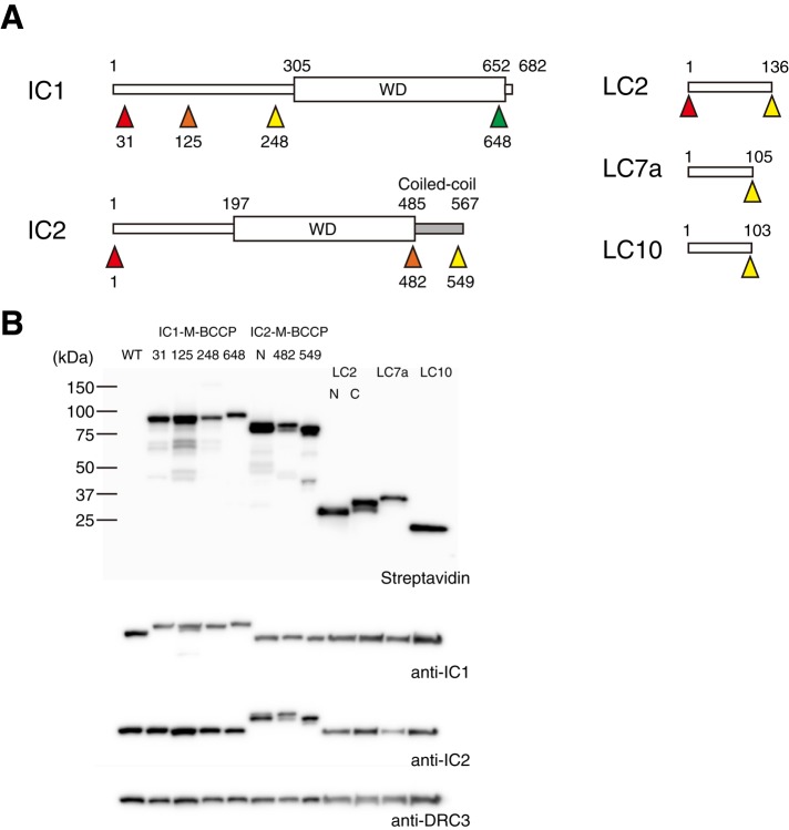 FIGURE 1: