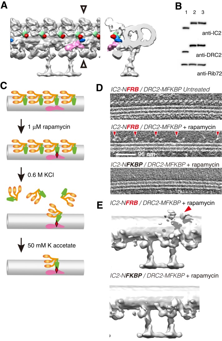 FIGURE 3: