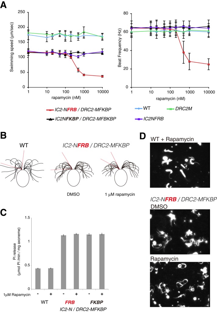 FIGURE 4: