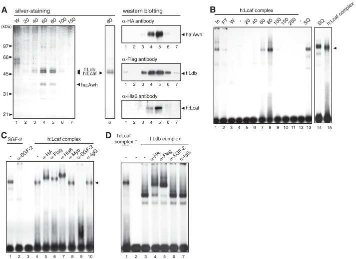 FIGURE 4.