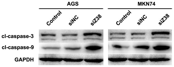 Figure 5.