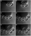 Fig. 4