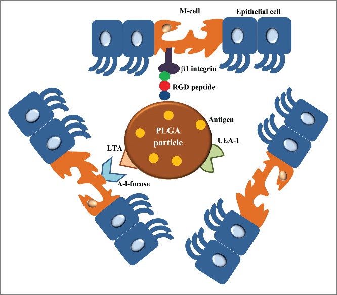 Figure 7.