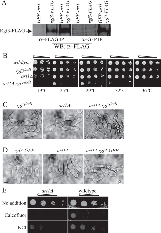 FIGURE 7: