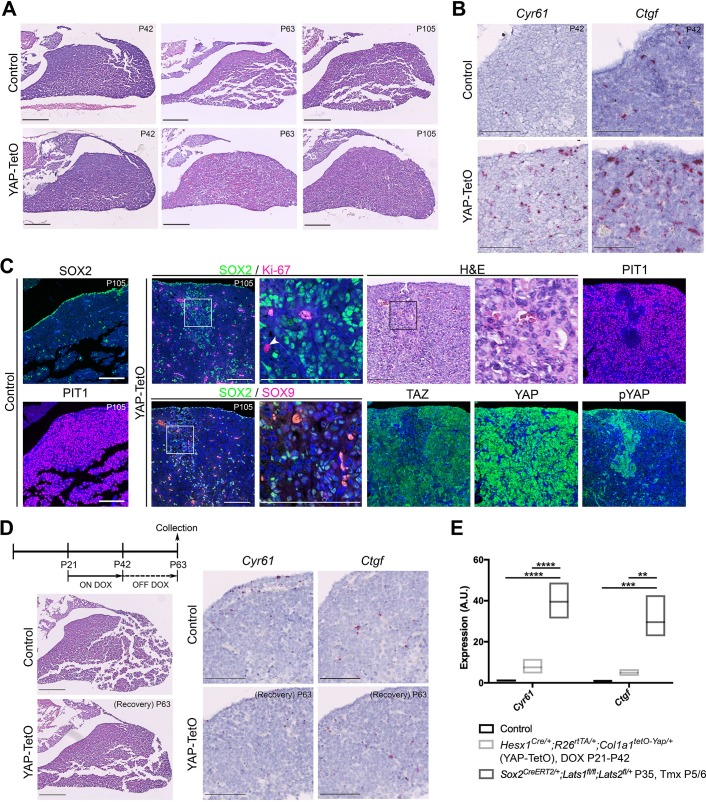 Figure 5—figure supplement 1.