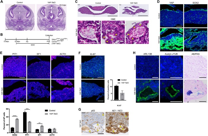 Figure 1—figure supplement 1.