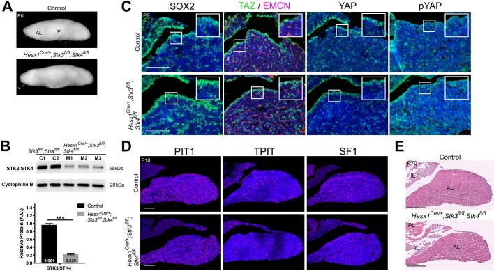 Figure 2—figure supplement 1.