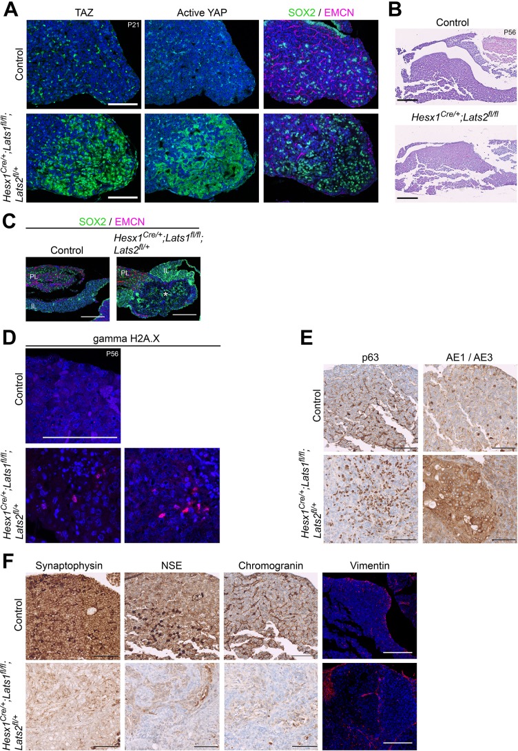 Figure 3—figure supplement 1.