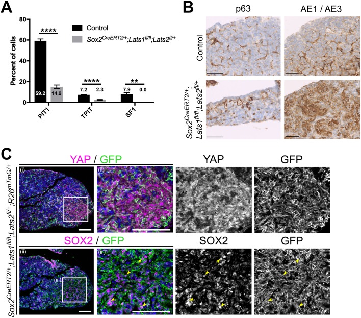 Figure 4—figure supplement 1.