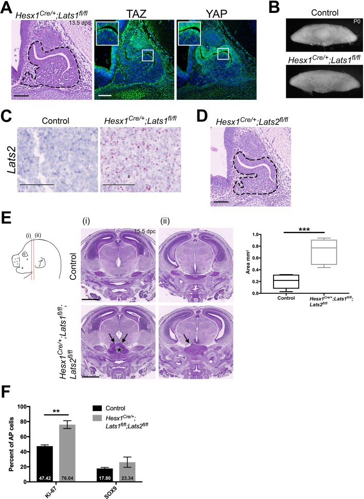 Figure 2—figure supplement 2.