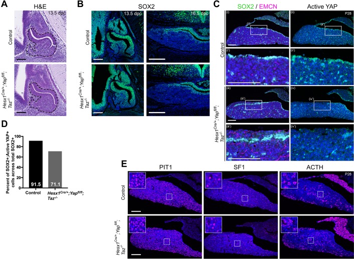 Figure 1—figure supplement 2.