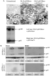 FIG.1.