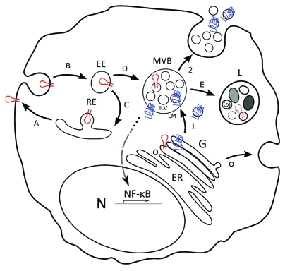 Figure 1.