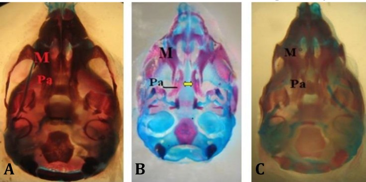 Fig. 1