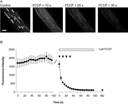 FIGURE 3